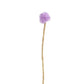 FIORE DI CARDO CANADESE