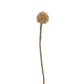 FIORE DI CARDO DORATO