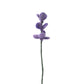 FIORI DI LAVANDA