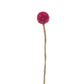 FIORE DI CARDO SCOZZESE