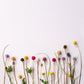 FIORE DI CARDO SCOZZESE